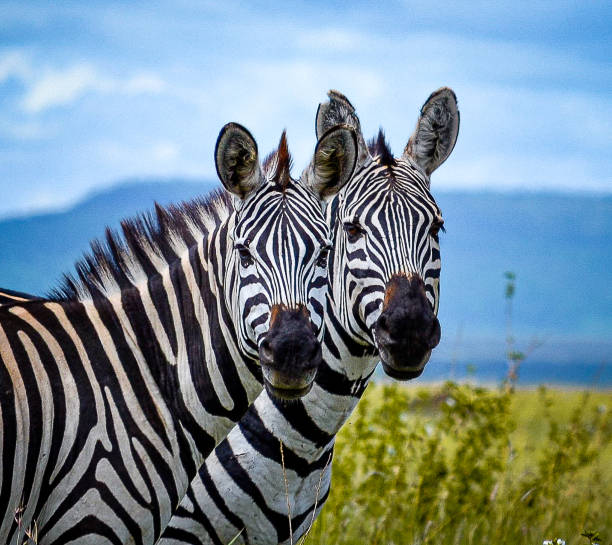 Tarangire, Serengeti & Ngorongoro